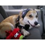 Cuffia antirumore per cane MuffMutts